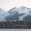 La Perouse Glacier